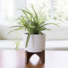 Ceramic Planter with Wood Stand