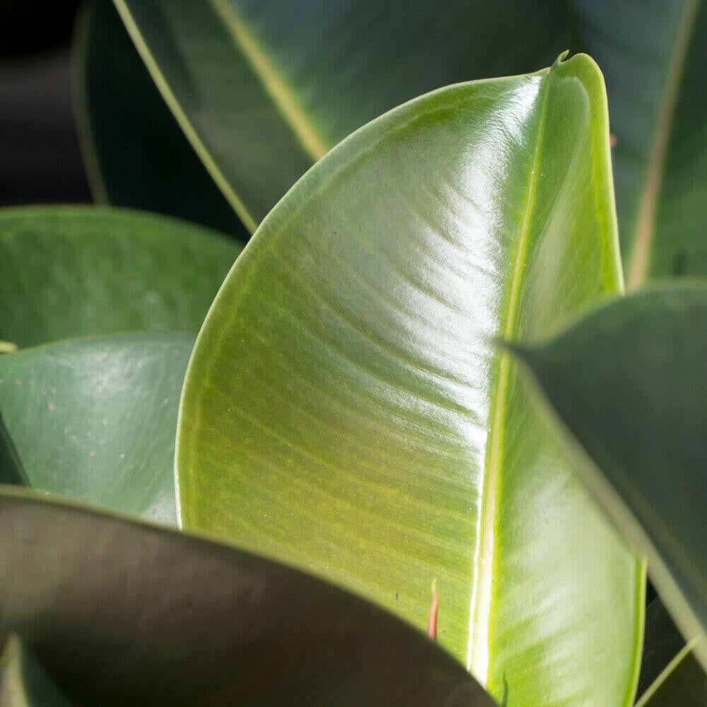 Indoor Ficus Elastica House Plant
