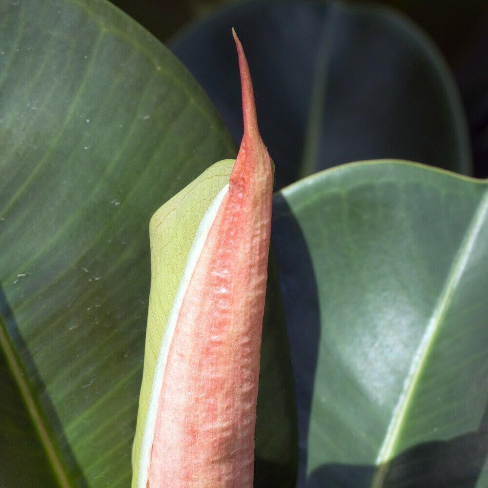 Indoor Ficus Elastica House Plant