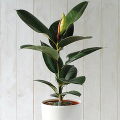 Indoor Ficus Elastica House Plant